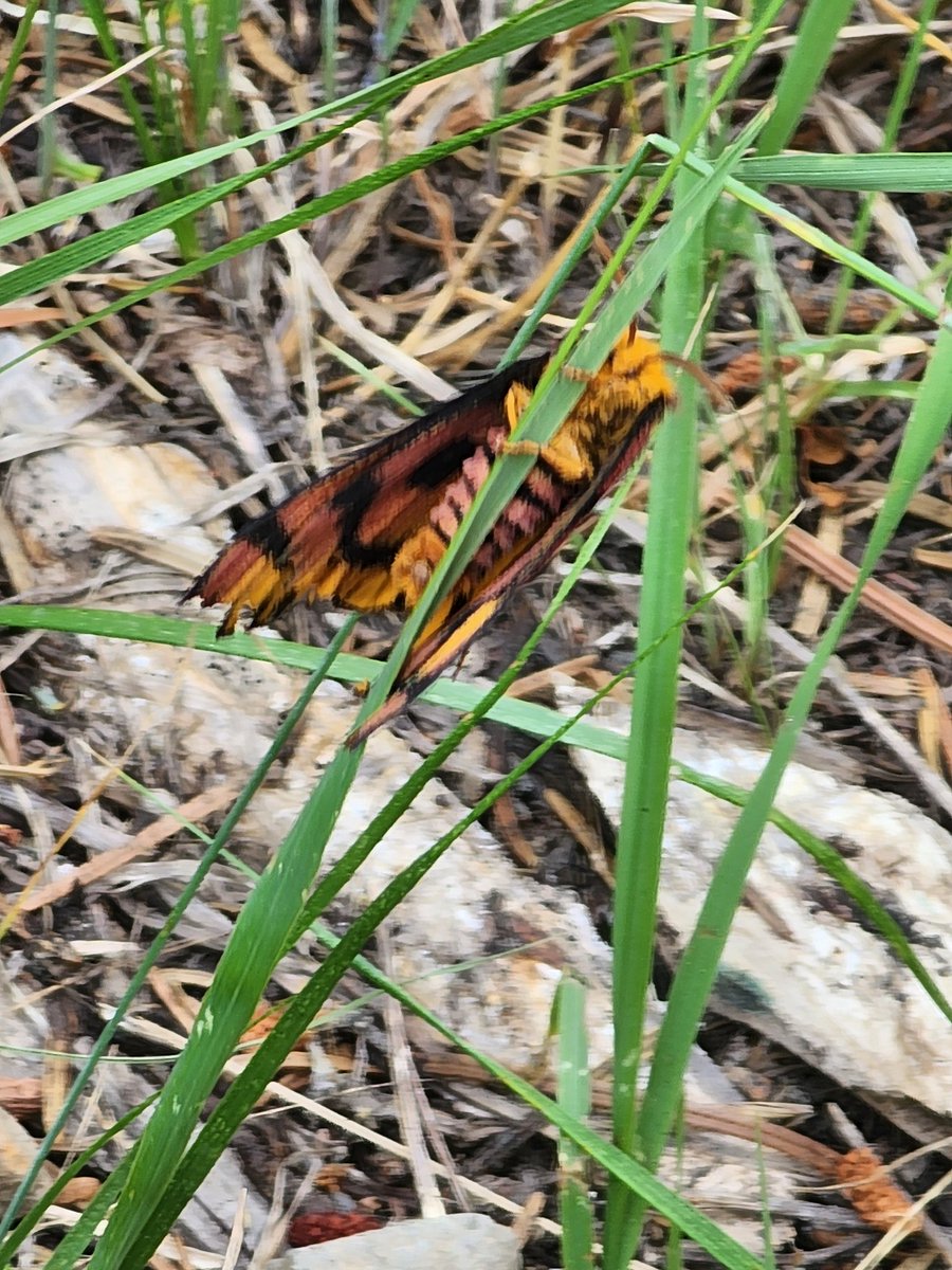 Ever seen the underside of a butterfly? #Butterflies #NatureInspired