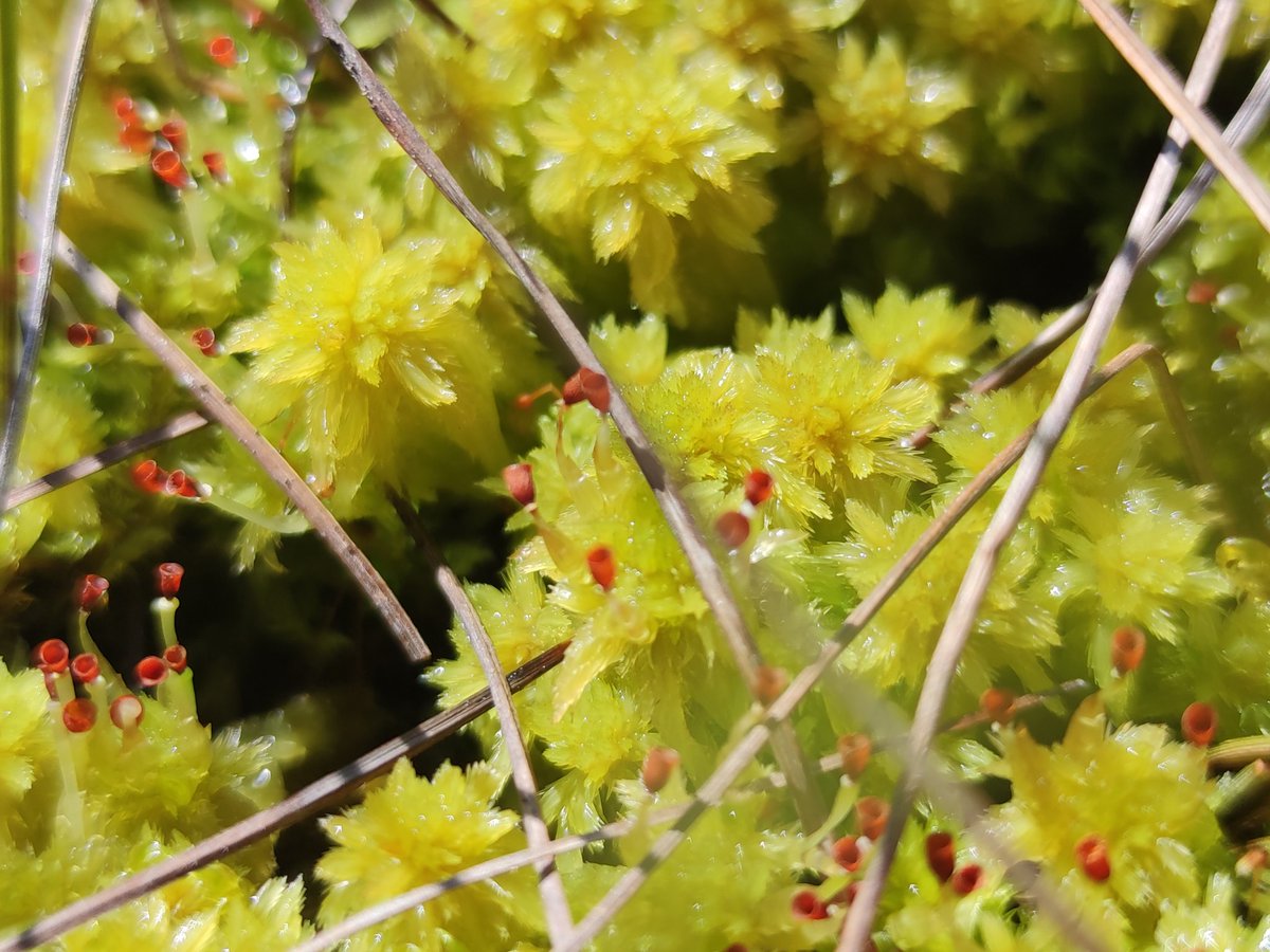 mossworld - annette (@mossworld) on Twitter photo My first Sphagnum with sporophytes so far. S. cuspidatum I think, some of it submerged and looking fluffy 💚
Near the glacier mills of Risør, Norway.
#peatmoss #sphagnum #mossmatters #bryophytes <a href="/SphagnumPI/">Charlie Campbell, PhD</a> <a href="/BBSbryology/">BBSBryology</a> <a href="/SEBriologia/">SEB</a> <a href="/IAB_Bryology/">IAB Bryology</a> <a href="/Bryophyte_World/">Bryophyte World</a> <a href="/ypp_peat/">Yorkshire Peat Partnership - follow us on Bluesky</a> My first Sphagnum with sporophytes so far. S. cuspidatum I think, some of it submerged and looking fluffy 💚
Near the glacier mills of Risør, Norway.
#peatmoss #sphagnum #mossmatters #bryophytes <a href="/SphagnumPI/">Charlie Campbell, PhD</a> <a href="/BBSbryology/">BBSBryology</a> <a href="/SEBriologia/">SEB</a> <a href="/IAB_Bryology/">IAB Bryology</a> <a href="/Bryophyte_World/">Bryophyte World</a> <a href="/ypp_peat/">Yorkshire Peat Partnership - follow us on Bluesky</a>