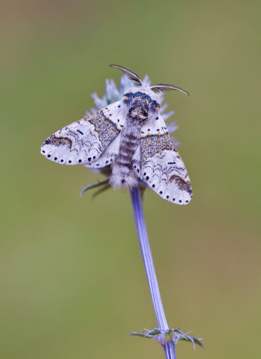 Sallow Kitten, Furcula furcula, from our Yorkshire garden.