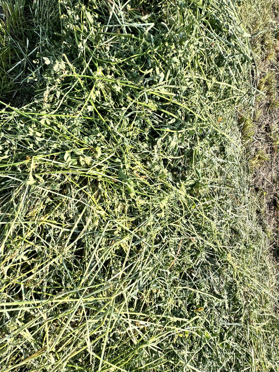 HobbyFarmerMatt's tweet photo. #haylage bales for sale. South Strathmore. 1800lbs. 50-60% moisture. Feed analysis results in a couple days. Pick up only. $120/bale. Volume discounts available for the whole lot. 20 bales separated with some weeds. They're half price. #cowchow https://t.co/HJxAuSOZ69