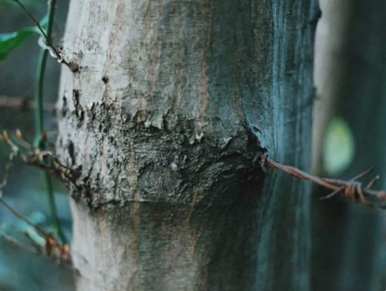 Do you think there is no wound because it is not visible to the eye?