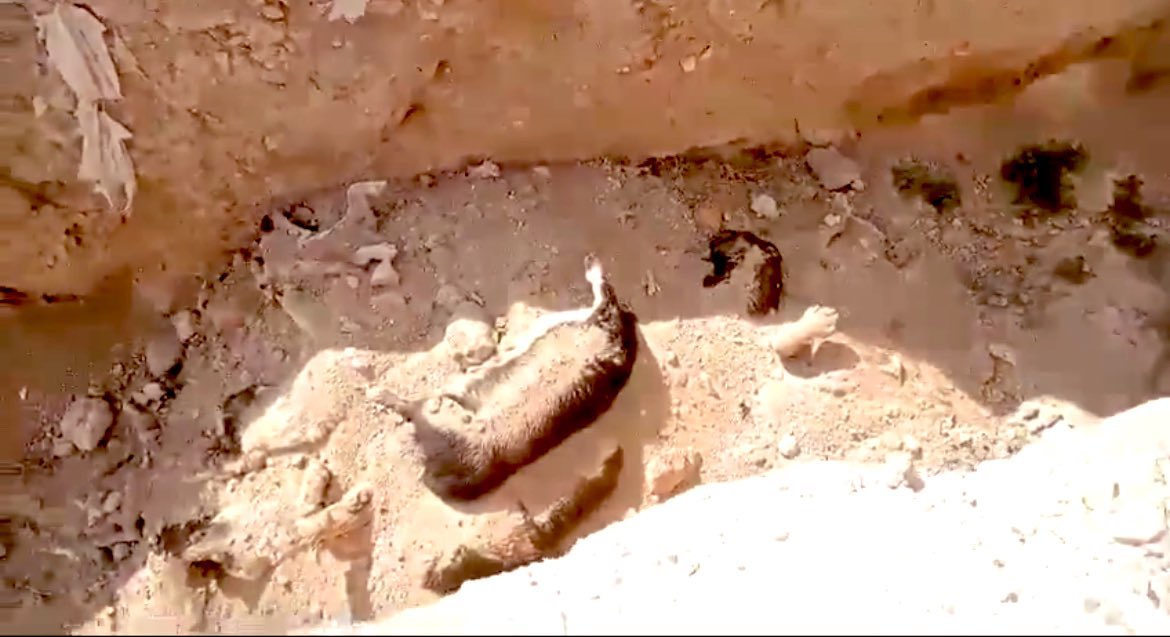 Süt veren anneyi mi öldürdünüz. Vicdanınız buna nasıl el verdi. 

Ne çok karanlık var 

– Denizin karanlığı
– Gecenin karanlığı
– Balığın karnının karanlığı
– Akıbetinin ne olacağının karanlığı
– Pişmanlığının karanlığı
#merhametet 
#canınısenmiverdin