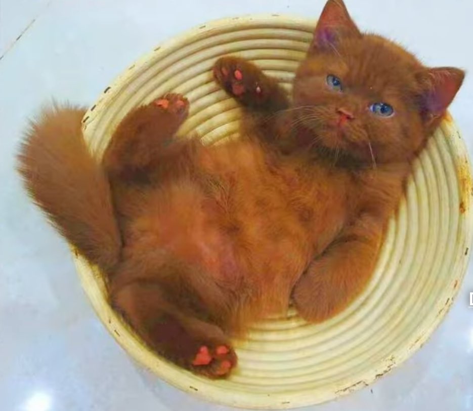 yall ever seen such a brown kitten