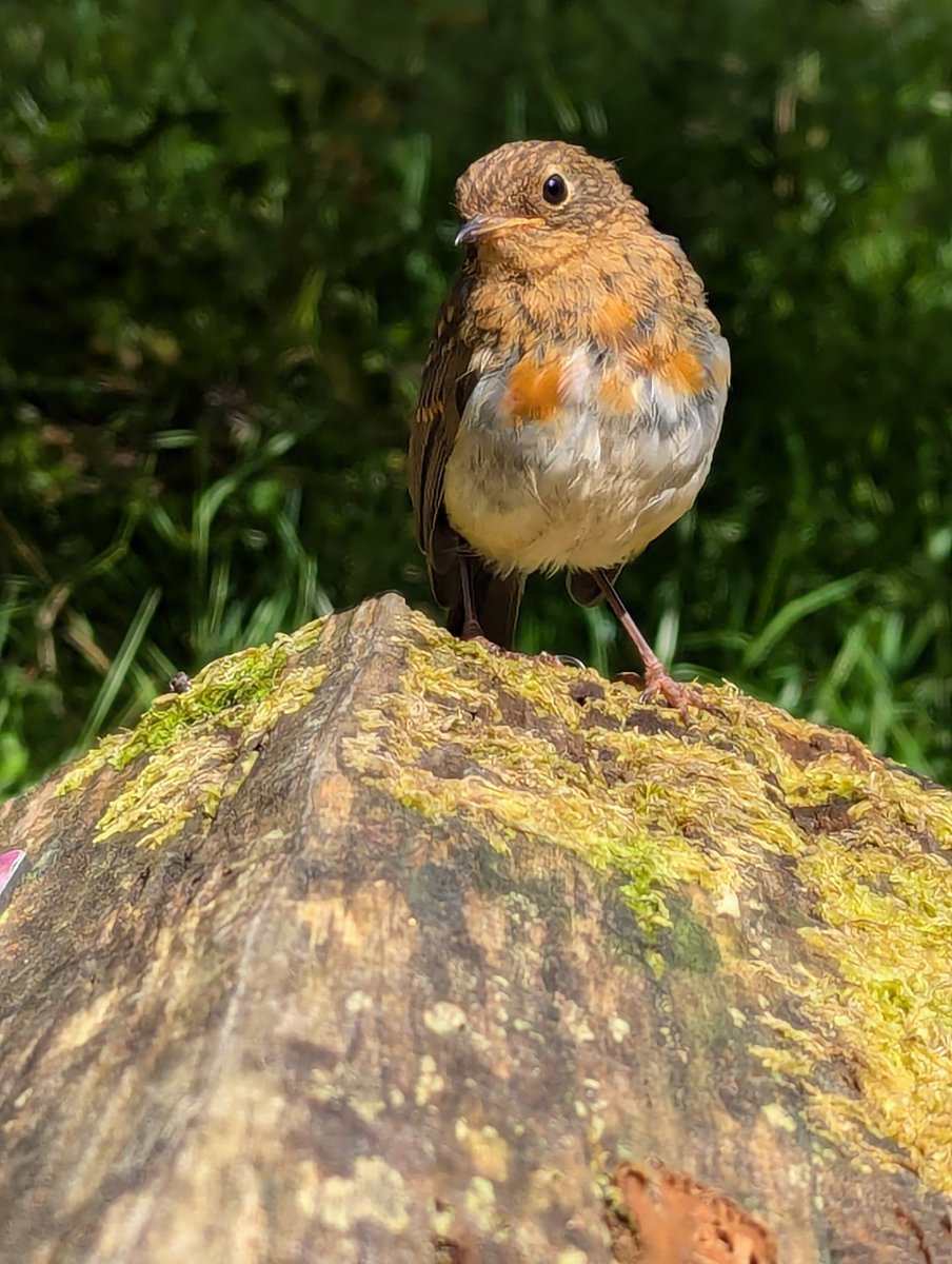 A wee Scottish #Robin ..... Very cute and very friendly... #bird