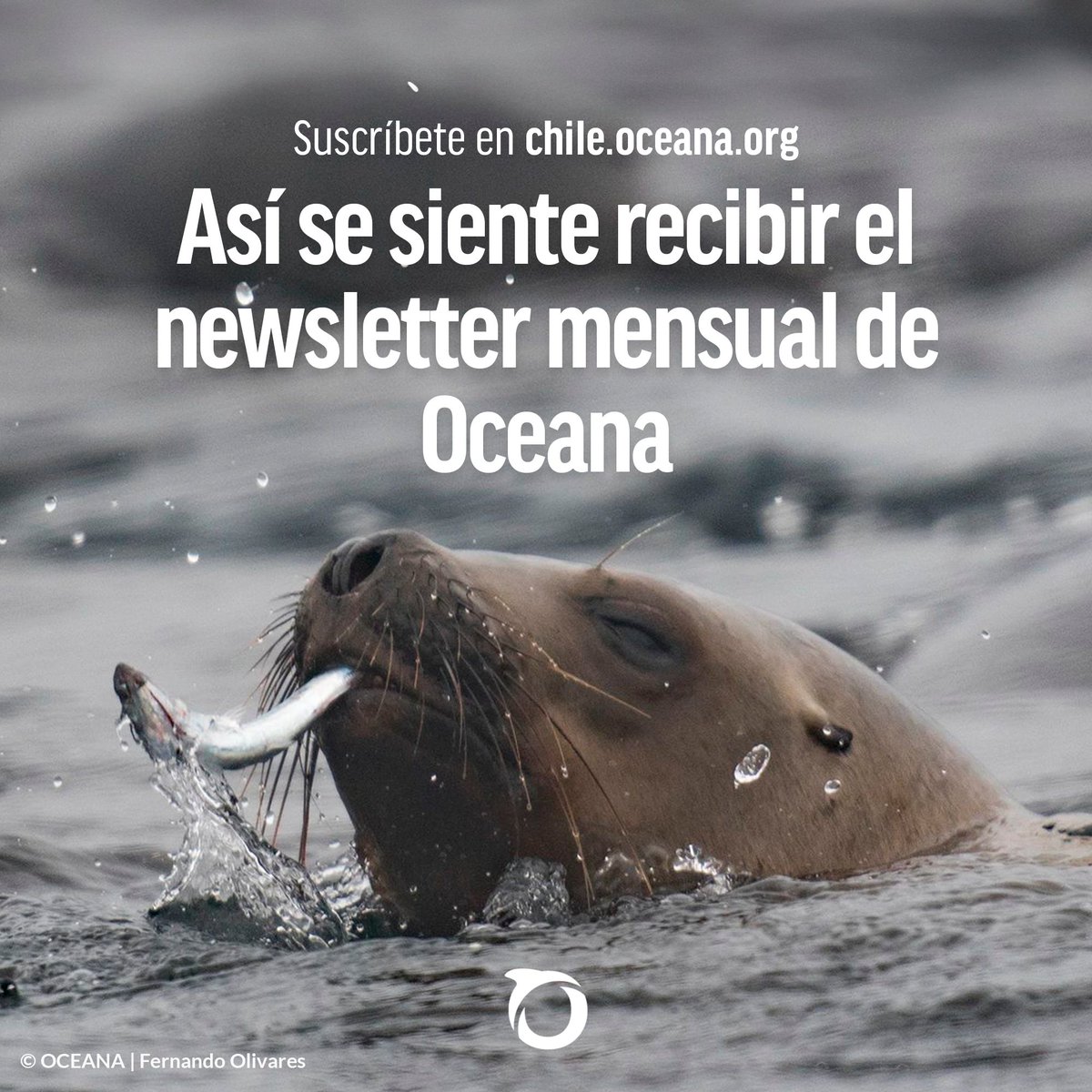 📫 ¿Te interesaría recibir noticias sobre el 70% de la superficie de nuestro planeta directo en tu correo?

👉🏻 Suscríbete en chile.oceana a nuestro newsletter mensual e infórmate sobre las últimas novedades y temas de conservación relacionados a los océanos.

👉🏻 Inscripción