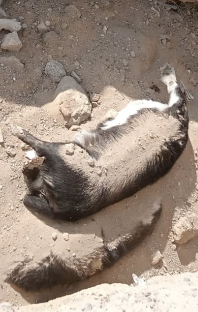 3 bacaklı anneyi bebekleriyle öldürmüşler. #NigdedeKatliamVar