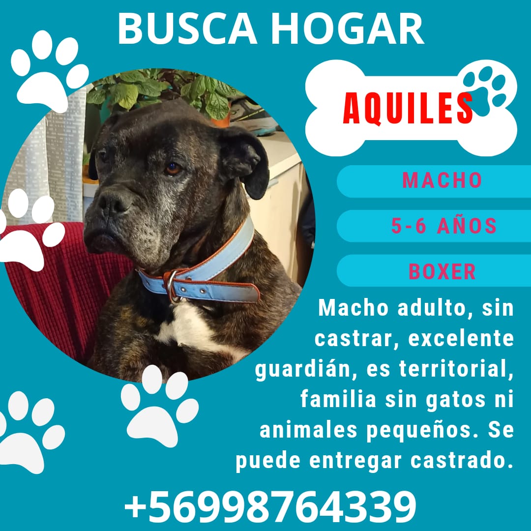 NataliaRME's tweet photo. Aquiles busca un hogar, hace un mes lo encontramos abandonado, ya está recuperado y puede unirse a una familia 💖 https://t.co/DiQDEUcxx6