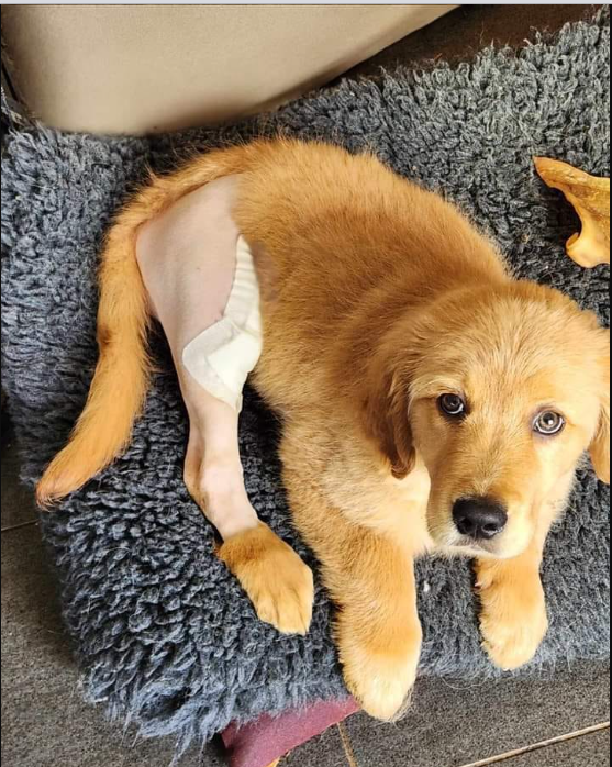 Beyond The Leash tweet media