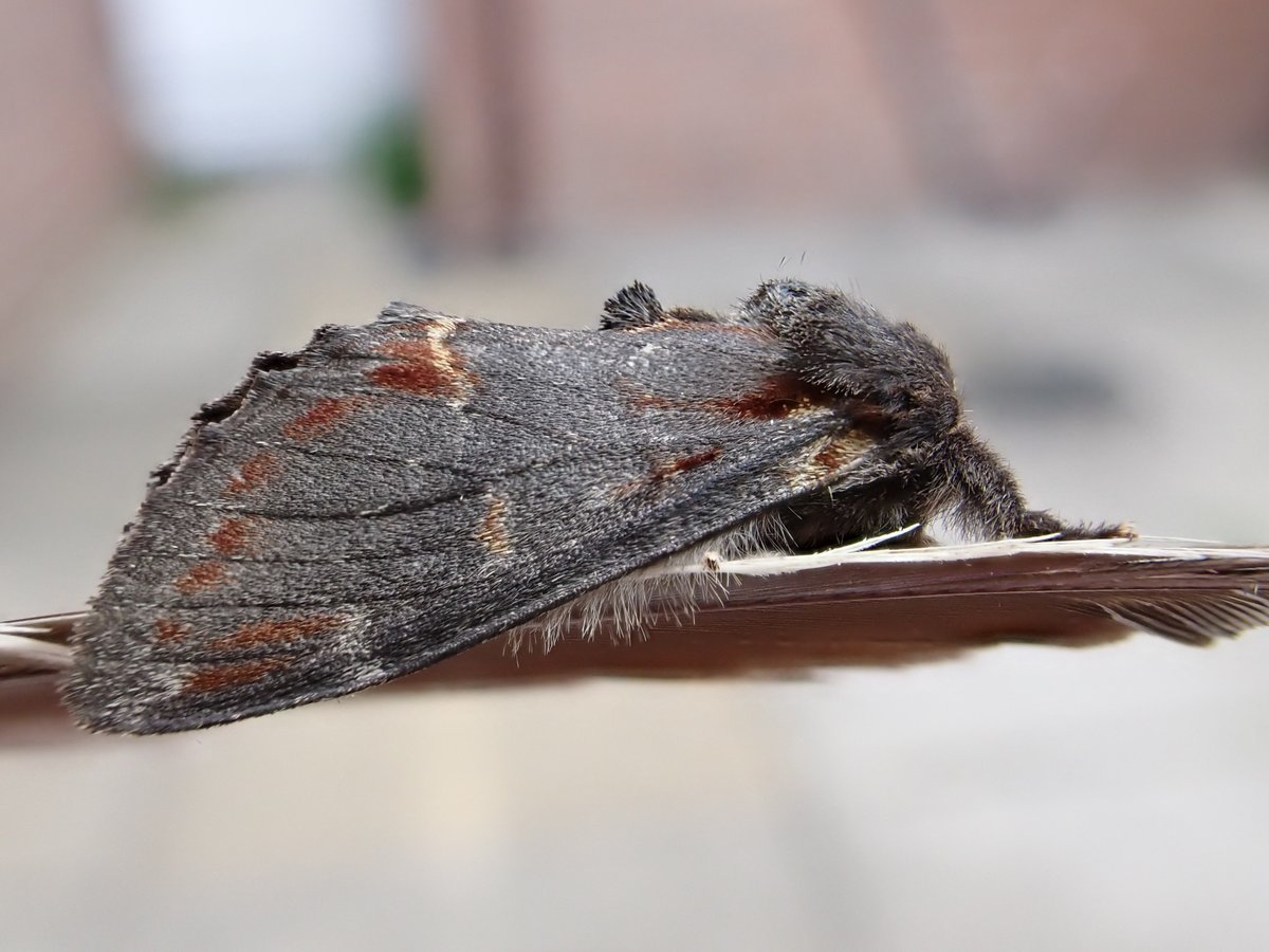 JaneVThomas's tweet photo. Iron Prominent seem to be having a good year in my garden - I've only had 1 before and that was 2 years ago - this year so far I've had 6, and 3 of those were today! I wonder if they get hot with all that fluff? 🤔 https://t.co/JzmkqOrkZu