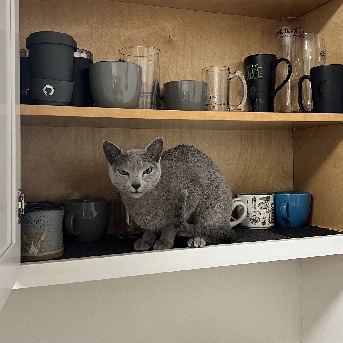 Boris is not amused. Where are the treats?!