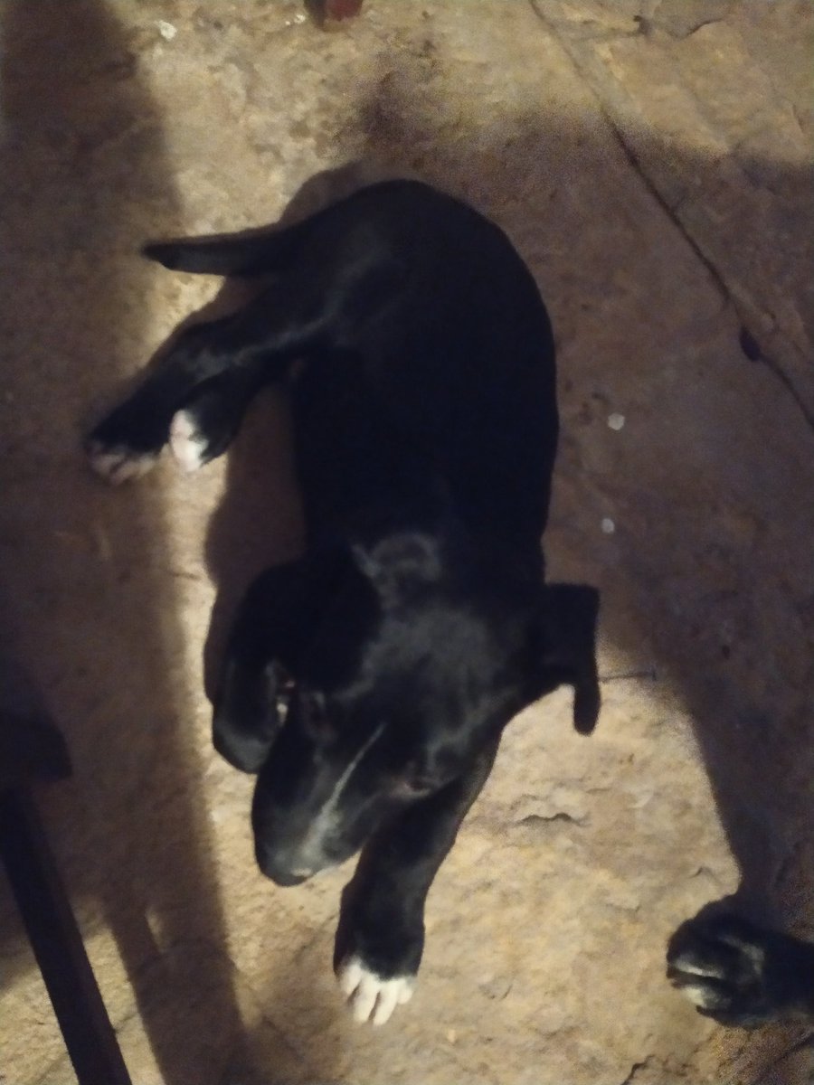 Fannymahu's tweet photo. @Meteonavarra_  hola, me ayudas a compartir el video por si encontramos a su dueño? Hemos encontrado sin chip este cachorro en Muruzabal (valdizarbe). Si alguien lo reconoce que me escriba. Gracias https://t.co/RIjiE4e7Qy