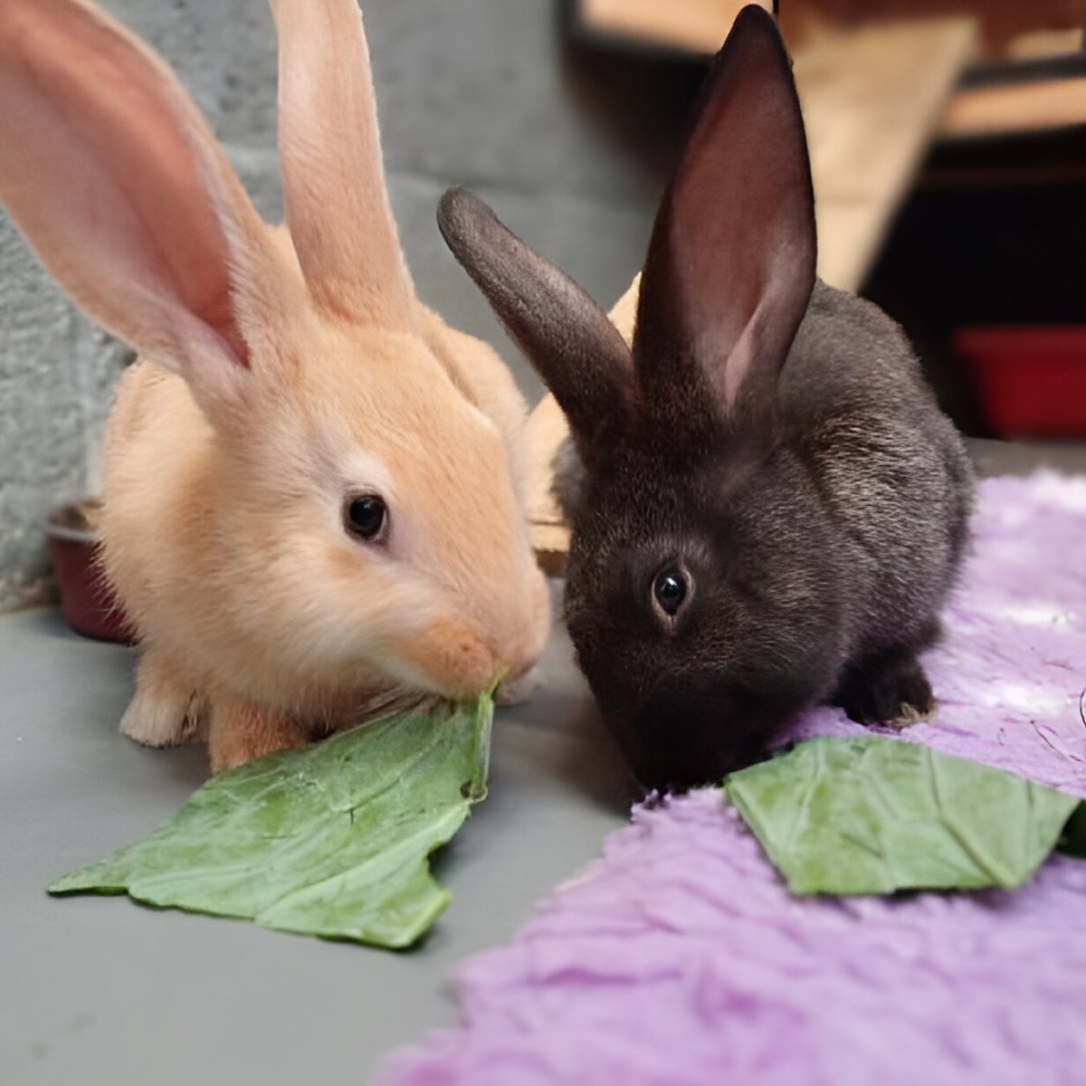 ScottishSPCA's tweet photo. 🐰 Twice as nice! 🐰

Have you ever considered rehoming a pair of rabbits? 

We have Mochi &amp; Marmite! Crisp &amp; Bavis and Juniper &amp; Rowan from our Lanarkshire centre and Greta &amp; Gabby from our Aberdeen centre. Take a look on our website to see more! 💜  https://t.co/ai2azhVHz7 https://t.co/a01ridbd1N