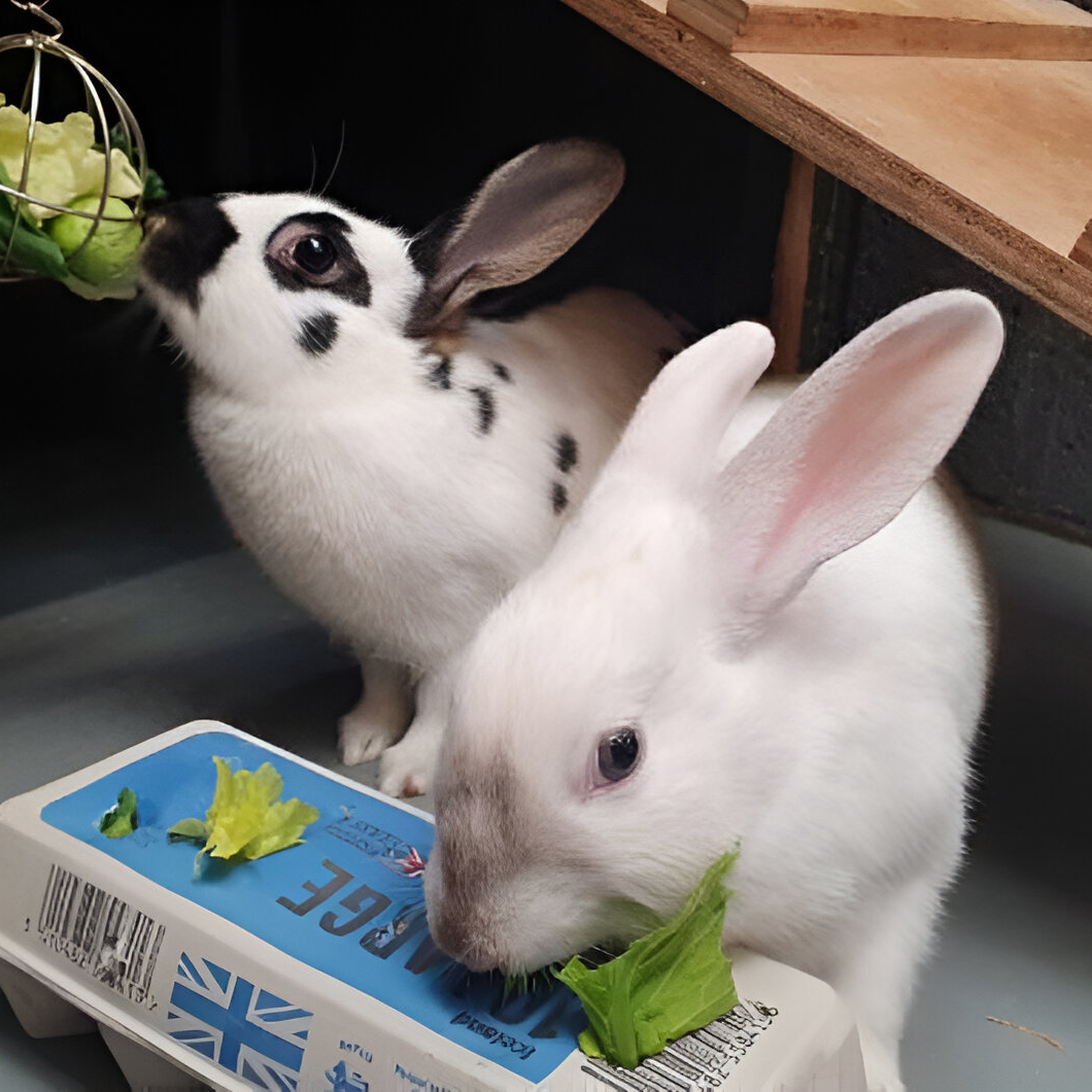 ScottishSPCA's tweet photo. 🐰 Twice as nice! 🐰

Have you ever considered rehoming a pair of rabbits? 

We have Mochi &amp; Marmite! Crisp &amp; Bavis and Juniper &amp; Rowan from our Lanarkshire centre and Greta &amp; Gabby from our Aberdeen centre. Take a look on our website to see more! 💜  https://t.co/ai2azhVHz7 https://t.co/a01ridbd1N