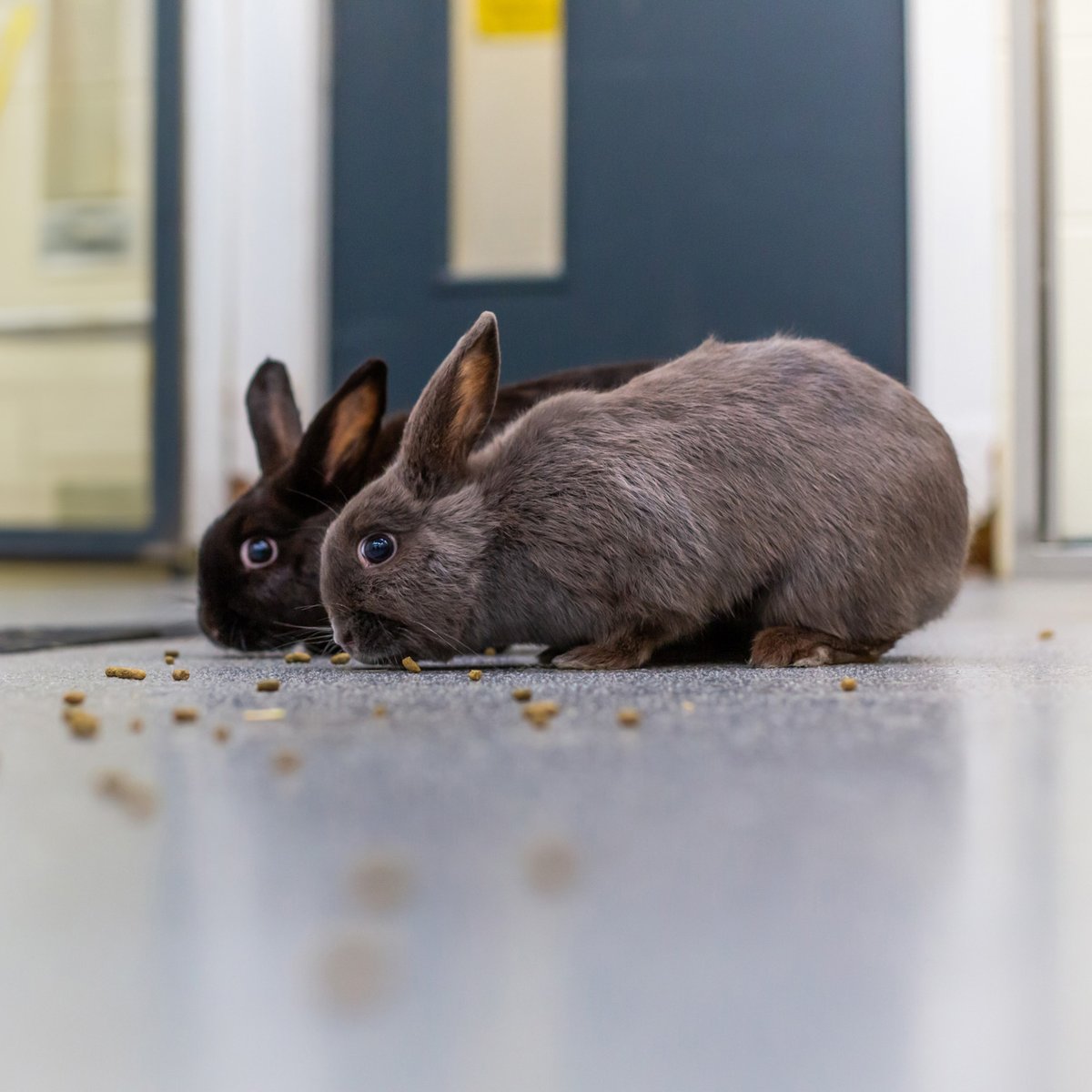 ScottishSPCA's tweet photo. 🐰 Twice as nice! 🐰

Have you ever considered rehoming a pair of rabbits? 

We have Mochi &amp; Marmite! Crisp &amp; Bavis and Juniper &amp; Rowan from our Lanarkshire centre and Greta &amp; Gabby from our Aberdeen centre. Take a look on our website to see more! 💜  https://t.co/ai2azhVHz7 https://t.co/a01ridbd1N
