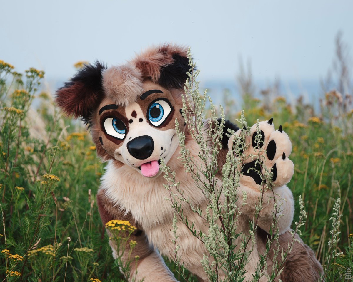 I lost my 🎾 in the tall grass. Anyone want to help me find it?

🧵 <a href="/AlphaDogsStudio/">Alpha Dogs</a>
📷 <a href="/Yakul_dragon/">Yakul</a>

#fursuit #furry #FursuitsEveryday