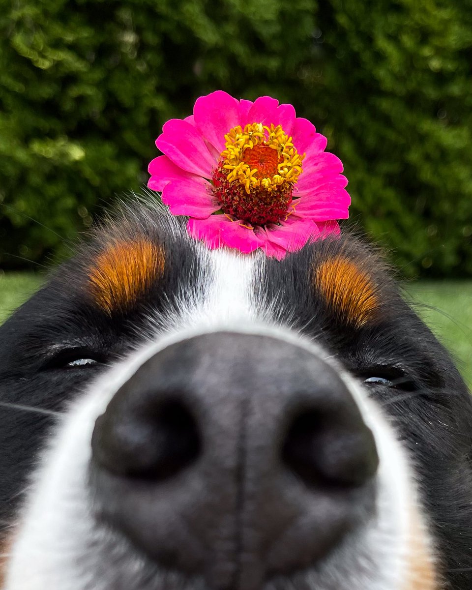 The Berner Bunch tweet media