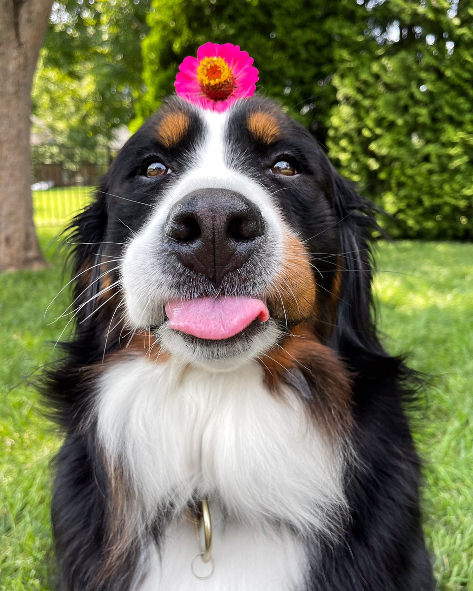 The Berner Bunch tweet media