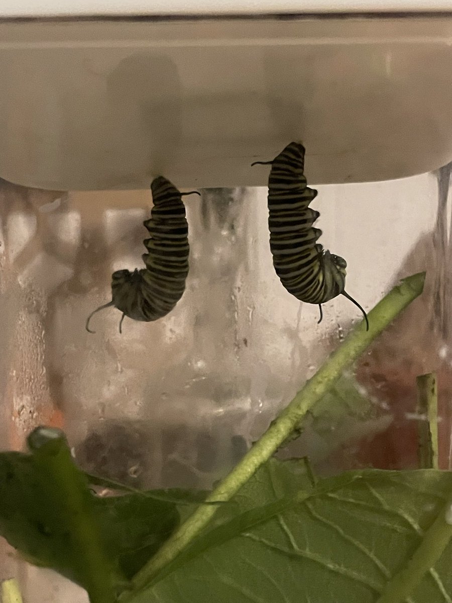 BlackIceNine tweet media