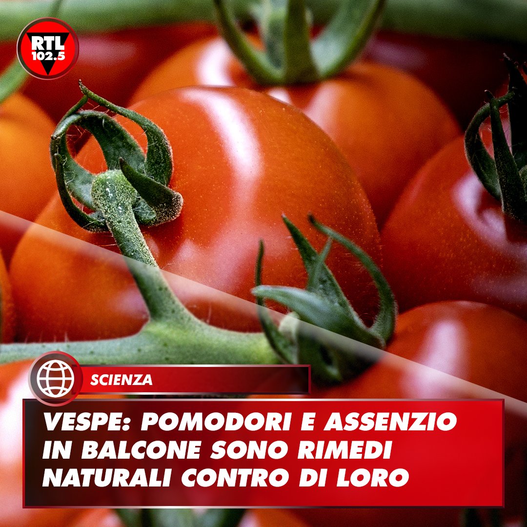 rtl1025's tweet photo. A farlo sapere è Flavio Pezzoli, presidente dell'Ordine dei Dottori Agronomi e Dottori Forestali (Odaf) della provincia di Roma Queste piante, funzionano come repellenti naturali, aiutando a mettere al bando prodotti chimici. Le #vespe non ne sopportano l'odore delle foglie. https://t.co/U6LZMHEznC