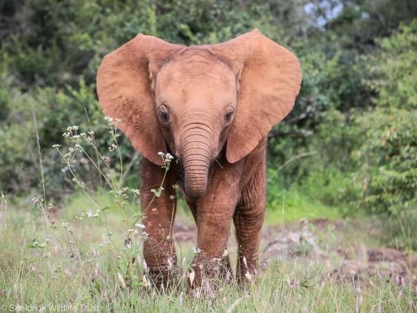 SheldrickTrust's tweet photo. #ThenandNow - Naleku. It’s been 4 years since our little firecracker was rescued. Today, she is working her way back to the wild at our Ithumba Reintegration Unit, where she is - rather relentlessly, it must be said - trying establish herself as a nanny of note. Luckily, visiting ex-orphans generously grant the young girl permission to look after their babies. 

Learn more about Naleku, who will be an excellent mother herself one day! https://t.co/UhKUdvWvcT