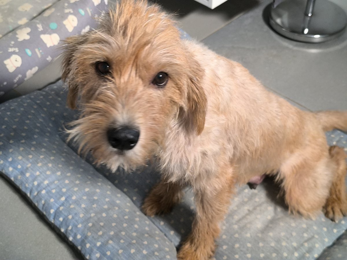 A la izquierda, Vera recién rescatada por <a href="/NuevaVidaAdop/">NUEVA VIDA ADOPCIONES</a> en un pueblo de Toledo, con sus cinco cachorros, ya todos adoptados por buenas familias. Vera fue abandonada cuando estaba embarazada. Sin microchip, todo sugiere que había sido desechada por cazadores, esos individuos tan