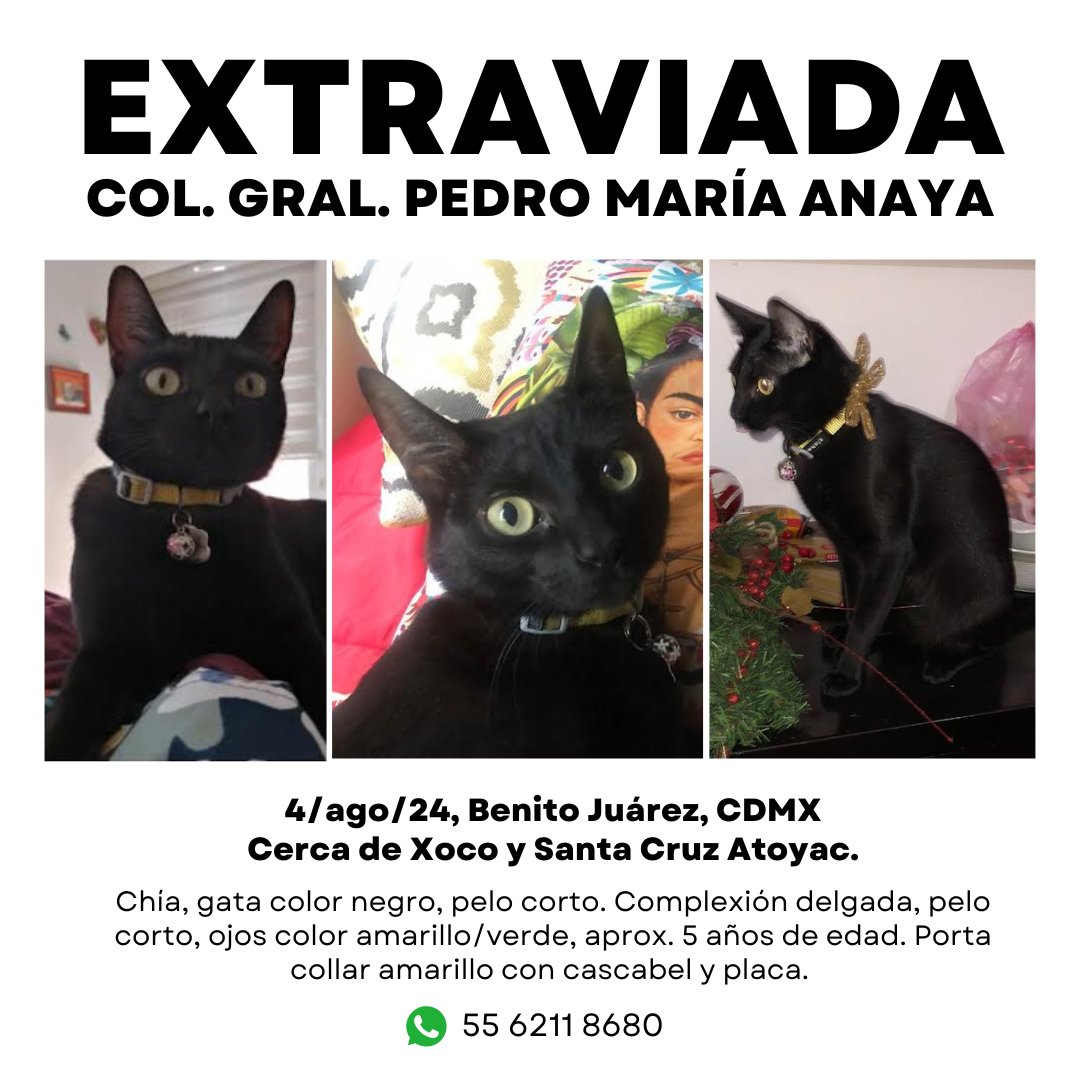 MascotasSismo's tweet image. #Extraviada Chía, gata color negro, pelo corto. Complexión delgada, pelo corto, ojos color amarillo/verde, aprox. 5 años de edad. Porta collar amarillo con  placa. Se perdió 4/ago/24 en Col. General Pedro María Anaya (cerca de Xoco y Santa Cruz Atoyac), Benito Juárez, CDMX.