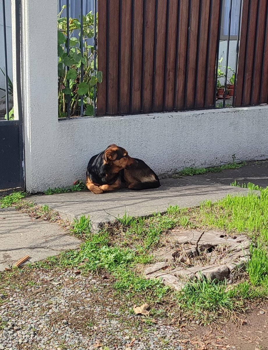 ale_jan_dra1970's tweet photo. Este cachorro fue abandonado en la calle, me pidieron compartir en busca de un hogar.
Contacto: +56 9 9767 3474
Estación Central 
#adopta
@muniecentral https://t.co/rtXyuoRmXU