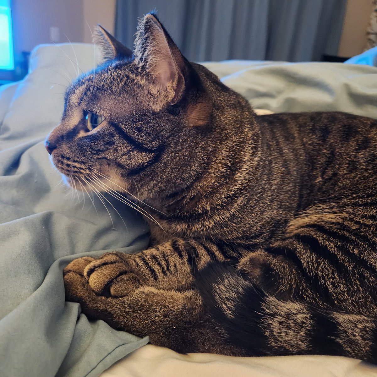 makeshiftthings's tweet image. He always holds his back paw when he lays like this 🥹