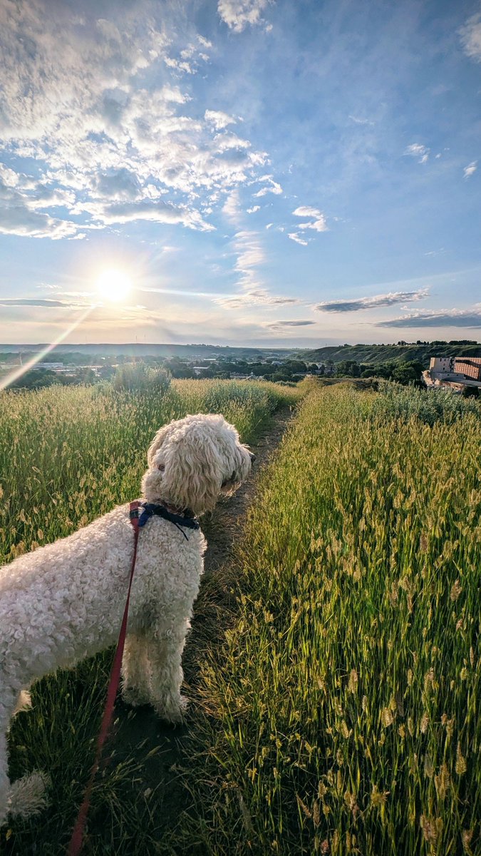 SDPhotos22's tweet photo. Beauty is in the eye of the beholder, you just have to stop and look! 
#BeautyInNature #photographychallenge #photooftheday #amaturephotography #moments https://t.co/VgIMO84adT