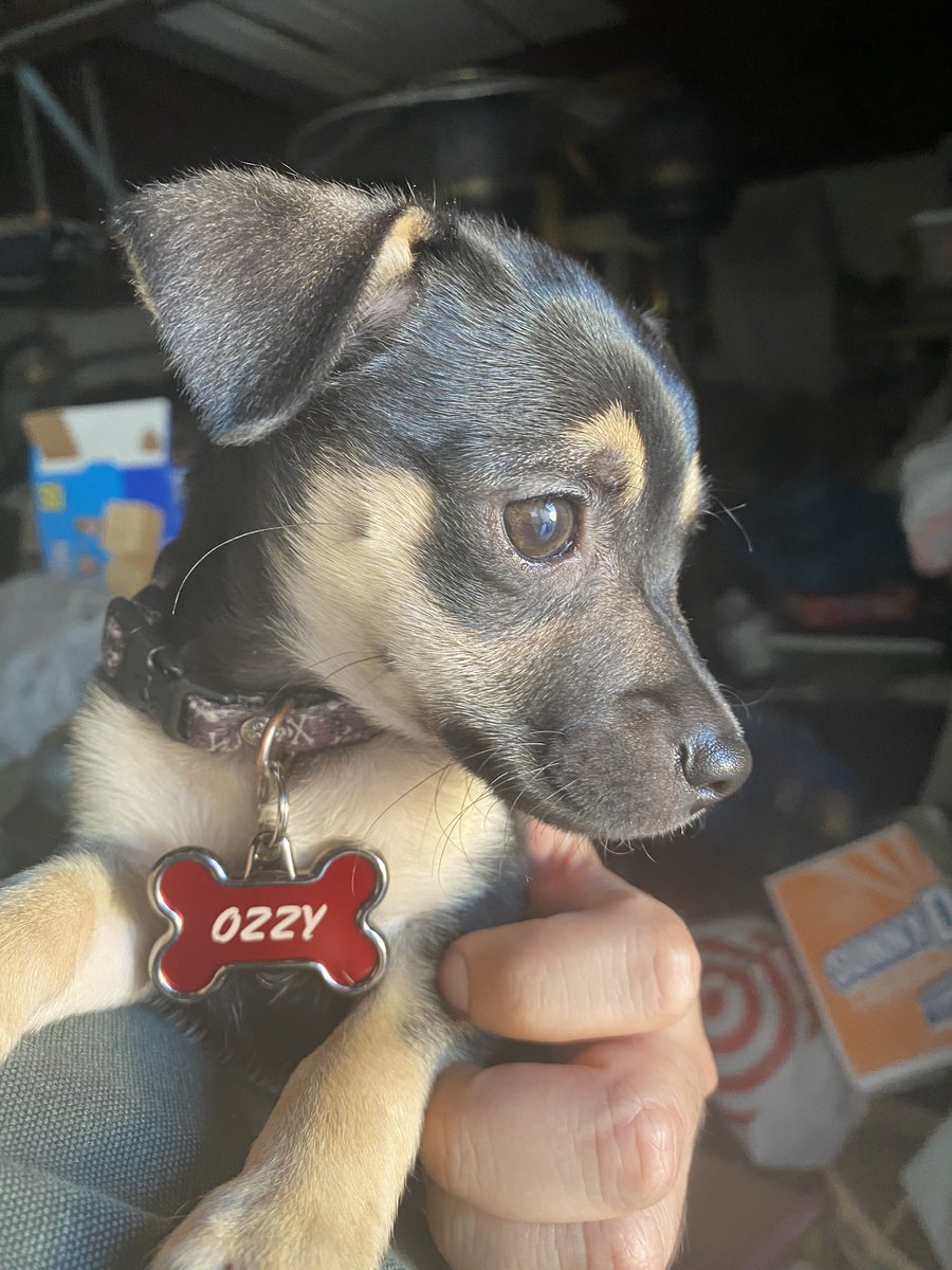 Ozzy 🦴🐾