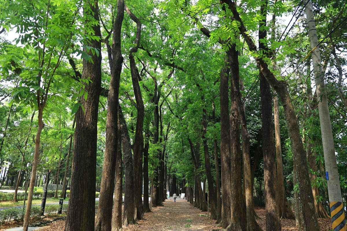NOTICIASTaiwan's tweet photo. Alfombra de hojarasca🍂🌳
En estas imágenes se observa el paseo de caoba del Parque Forestal de #Xinwei, en el Área Paisajística Nacional de #Maolin, en #Kaohsiung, cubierto con hojas caídas, que le otorgan un aspecto romántico y poético en todas las épocas del año. https://t.co/DdCLDH8Sh9