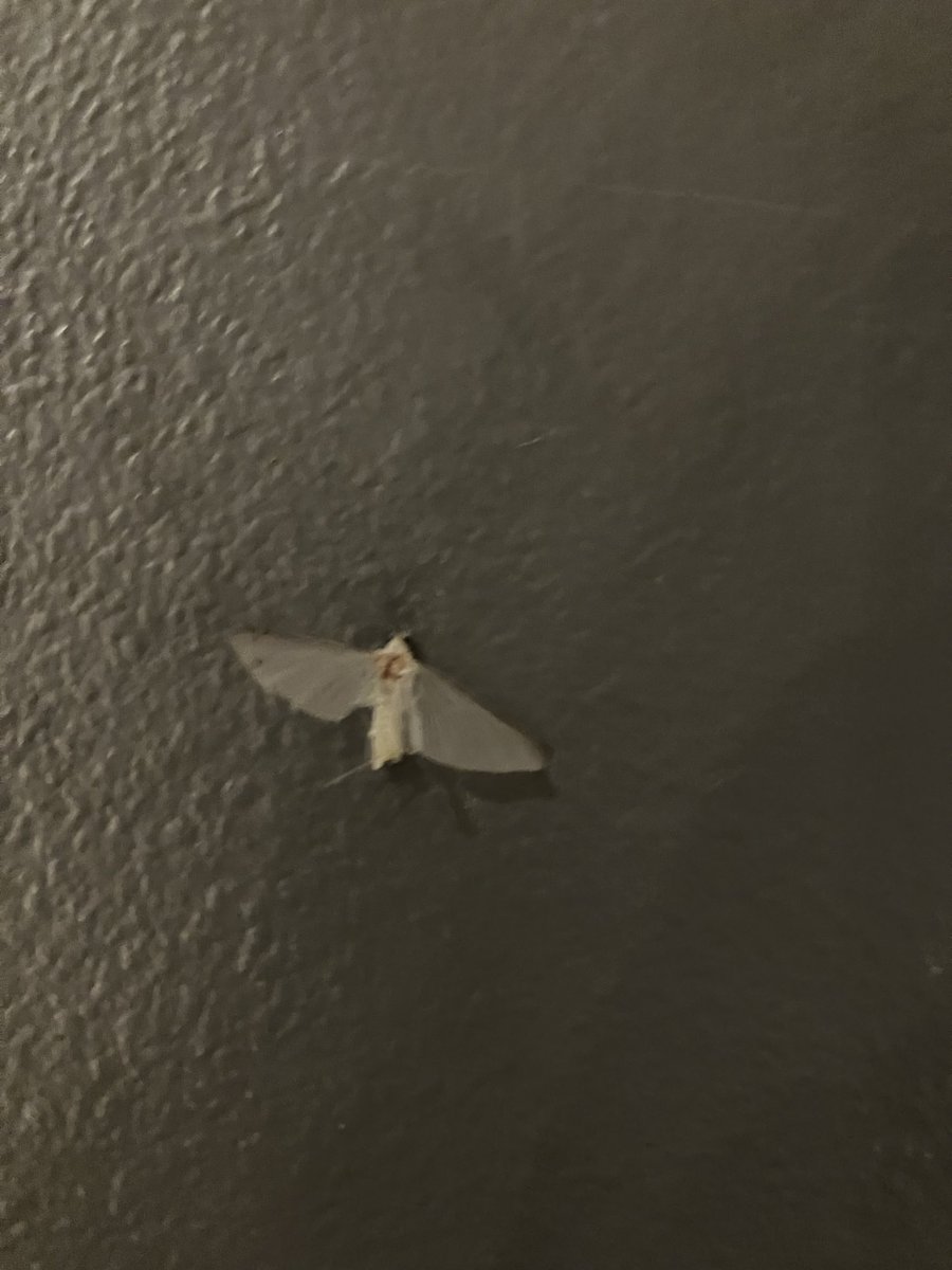 Donald Lunn CCA-ON🧢 tweet media