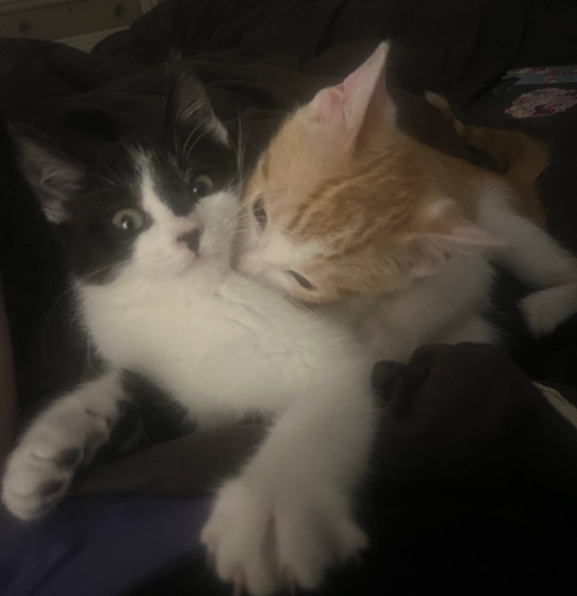 lav_menace's tweet photo. @BRATLEST4T omg twinsss this is my evil ginger foster lestat (who is equally as dramatic) and his louis https://t.co/8tQyZggskQ