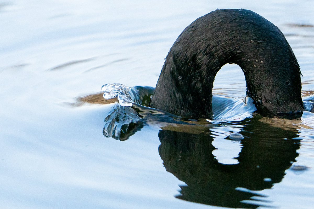 Minnesota_Tunes's tweet photo. I love abstract bird photos https://t.co/n0sw0OrKUY