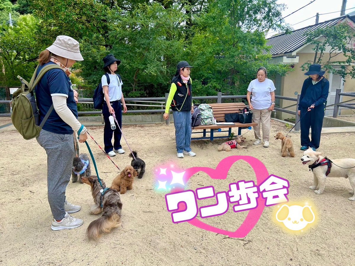 sitterkawai's tweet image. 【第10回ワン歩会ハイキング】
暑さが心配でしたが、途中の川でクールダウンしながら猩々池→カフェ「taskibineko」さんへ。
やっぱり山はいいねー✨犬達も気持ちよさそう✨
はじめましての子もいたけどちゃーんと「群れ」になってた。
これが「Pack Walk」のすごいところ！
#ワン歩会
#packwalk