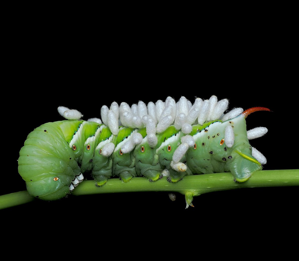ALFRED DANIEL J (דָּנִיֵּאל) (@danieljalfred1) on Twitter photo The cruelty of parasitoids #parasitoid #wasp #moth The cruelty of parasitoids #parasitoid #wasp #moth