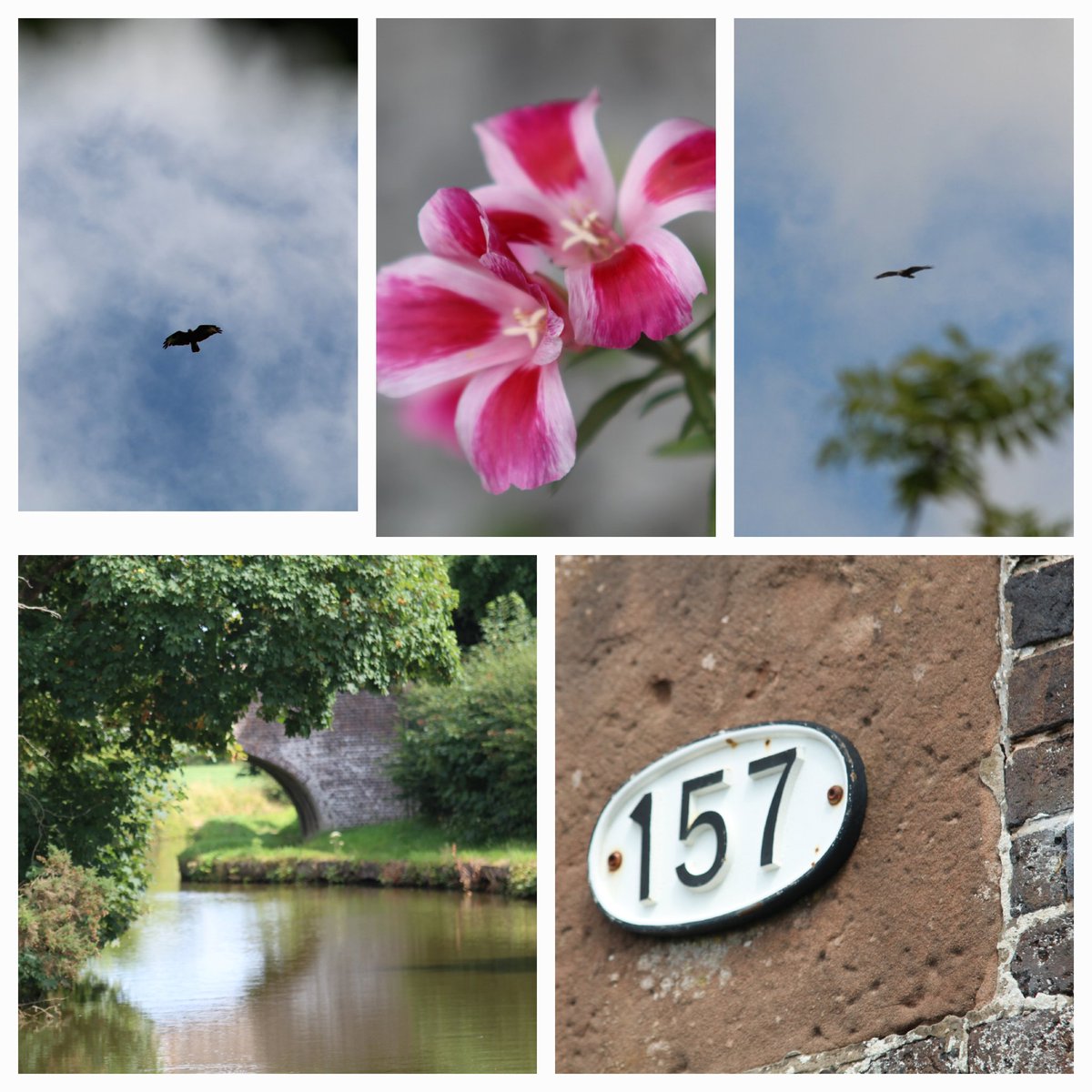A walk along the Trent and Mersey canal this sunny afternoon accompanied by a pair of Buzzards  <a href="/CanalRiverTrust/">Canal & River Trust</a> @ClareBloor1
