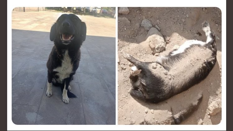 Niğde Belediyesi Bu 3 Bacaklı Anneyi Yavruları İle Birlikte
ÖLDÜRDÜ
ÖLDÜRDÜ
ÖLDÜRDÜ
Sonra VİCDANA uygun Şekilde Öldürdük dedi….
Sizin Vicdanınızı SİKYİM❗️❗️❗️
Siz Ölmeyin,
En Sevdikleriniz Gözleriniz içine Baka Baka Can Versin…
#SokakHayvanlariSahipsizDegildir #YasaDeğilCinayet