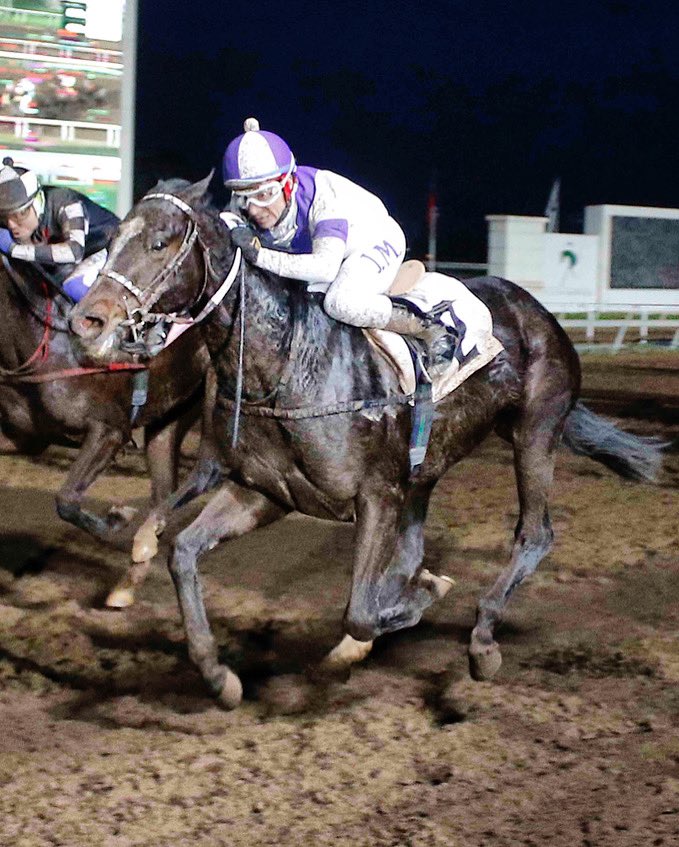 HarasCarioca's tweet photo. ¡Ludovico y la tripleta de #Katmai! 👏🏻 El pupilo de A. Parra se impuso en @ClubHipico_Stgo: fue el tercer hijo de nuestro padrillo en ganar el domingo.

👉🏼 Tres hijos de #Katmai vendrán a la venta el 20 de agosto en nuestro #Remate2024. Visita https://t.co/WzfopWmSy2 y @fzremates https://t.co/xJQ4wbY9NL