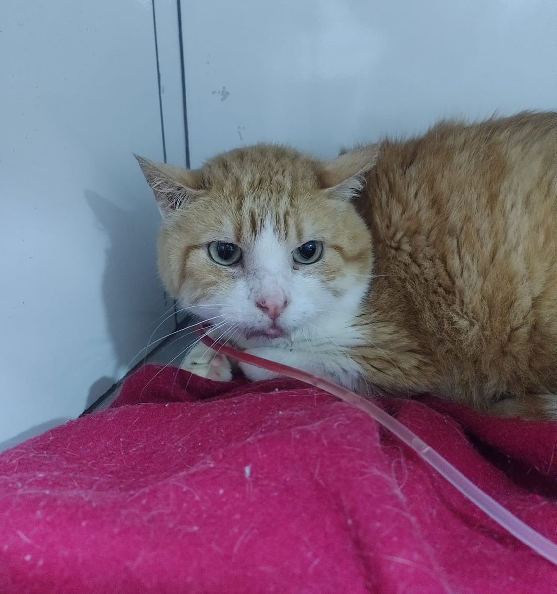 ProjetoMiaCasa's tweet image. Atualização do Quindim! Precisou internar, fez raio X e está com cardiomegalia (coração aumentado). Vamos precisar pagar por  ecocardiograma de R$280 fora diárias dele da internação que aumentam todo dia! 

30 pessoas doando R$9 pro ecocardio! 🙏🏻🙏🏻

PIX: projetomiacasa@gmail.com