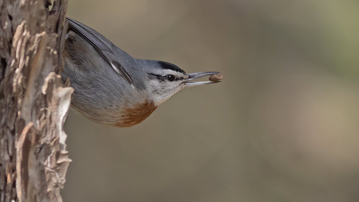 #HaftanınKuşu Anadolu sıvacısı (Sitta krueperi) İzmir'de, içinde kızılçam ve karaçam ormanlarının yer aldığı, Tirazlı-Kavacık arasında kalan bölgede üremektedir.