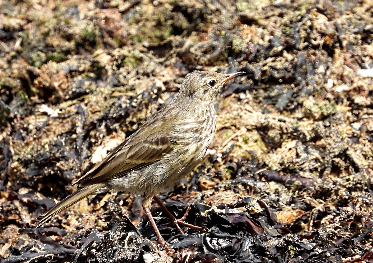 Rock Pipits seen at Port Isaac, 19/7/24