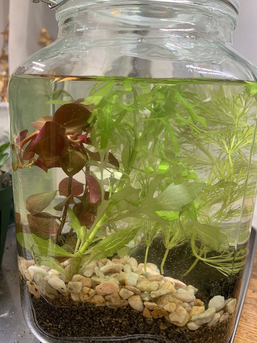 ボトリウム作りました。後でメダカさん入れる予定です。便はダイソーで、水草はヤフオクで譲っていただきました。なかなか上手に水草させないけど、ライト当てたら綺麗でした