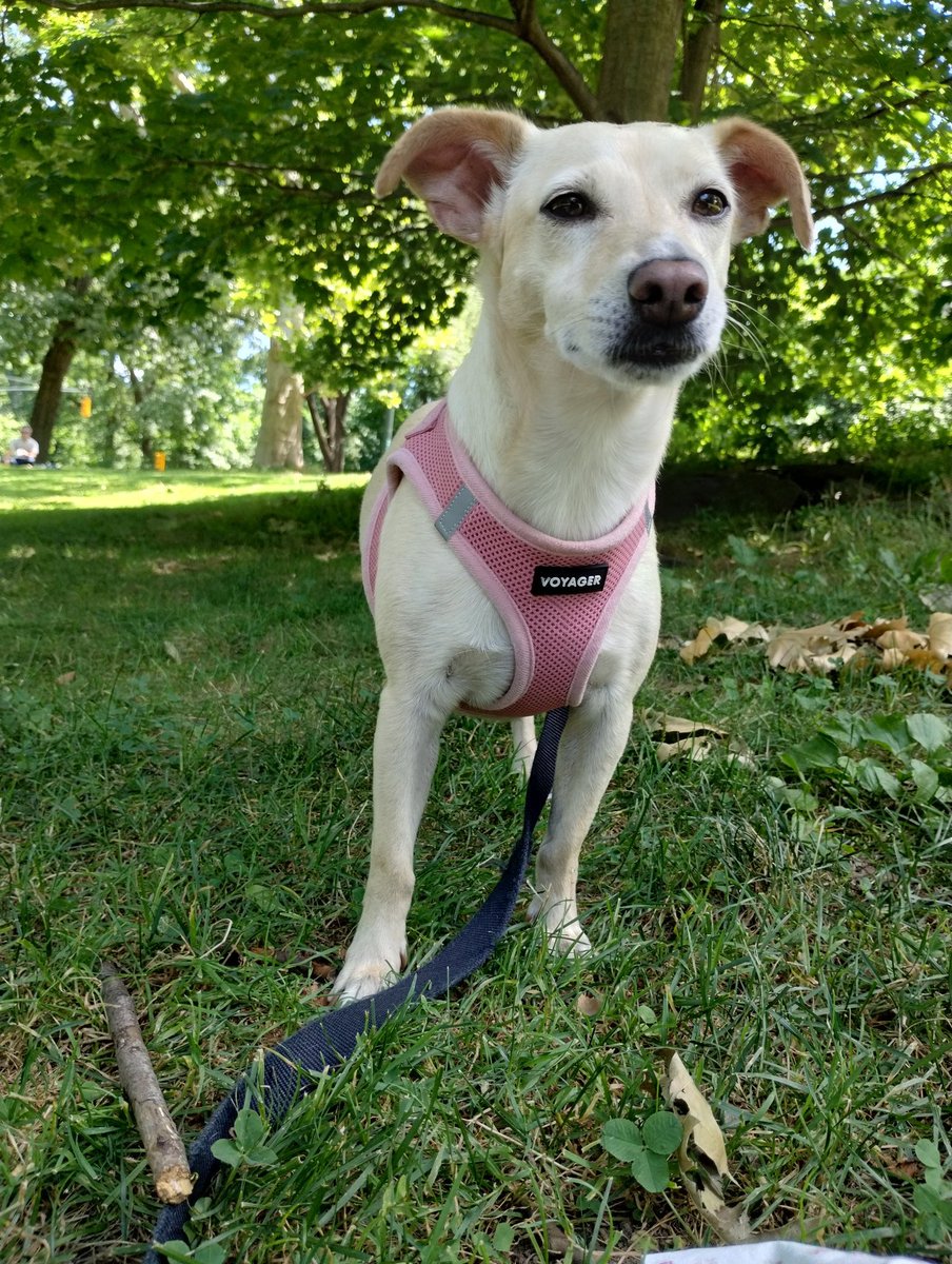 Hey pals!! 👋 I haven't been on Tweety 🐦 for a while ⌚ because me was in Nashville visiting 🚗 me hoo-cousins an  fur-cousins!! 🐕 I had a blast!! 🤩 Me luvs ❤️ you, have a great day! 😁