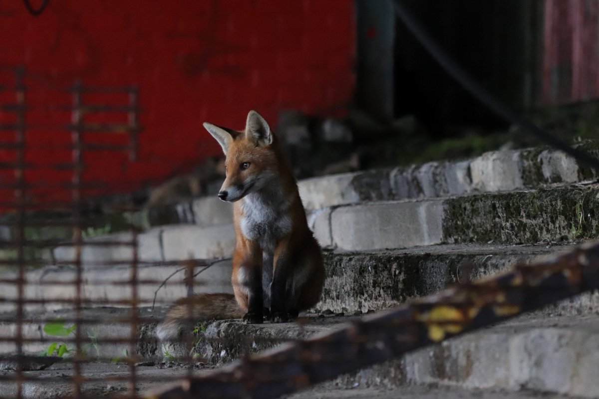 Andrew MacPherson (@andrew_macp_) on Twitter photo Snapped many football dogs at matches, but this was my first football fox at the game tonight <a href="/albionrovers/">Albion Rovers FC</a> v <a href="/BroxburnAthFC/">Broxburn Athletic FC</a> Snapped many football dogs at matches, but this was my first football fox at the game tonight <a href="/albionrovers/">Albion Rovers FC</a> v <a href="/BroxburnAthFC/">Broxburn Athletic FC</a>