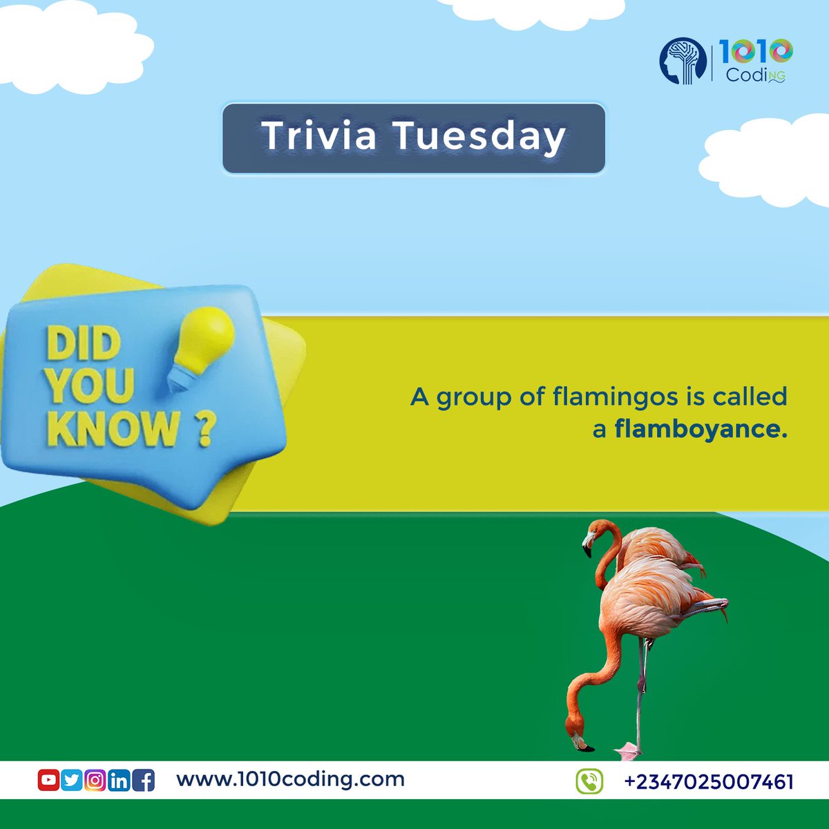 1010Coding's tweet photo. Flamingos are highly social birds, and the flamboyance is an important part of their behavior. The group provides protection from predators, facilitates breeding and nesting, and allows for the efficient sharing of resources. https://t.co/3VrLZeAX4d