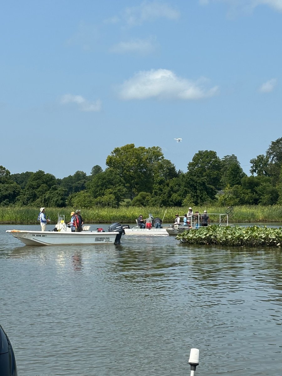Out sampling for invasive Blue Cats today on the Patuxent River. Testing out a pilot project comparing  data collected from chase boats vs fish classified from aerial drone counts. Raising fish with low frequency electroshocking.