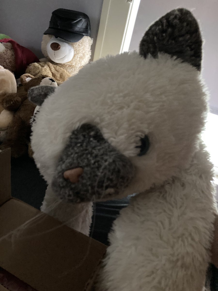 DuskySamCat's tweet image. Sniff sniff
“What the heck is this?”
(Rustle rustle)
“A CAT? Wait, a cat MASK?! What gives?!”