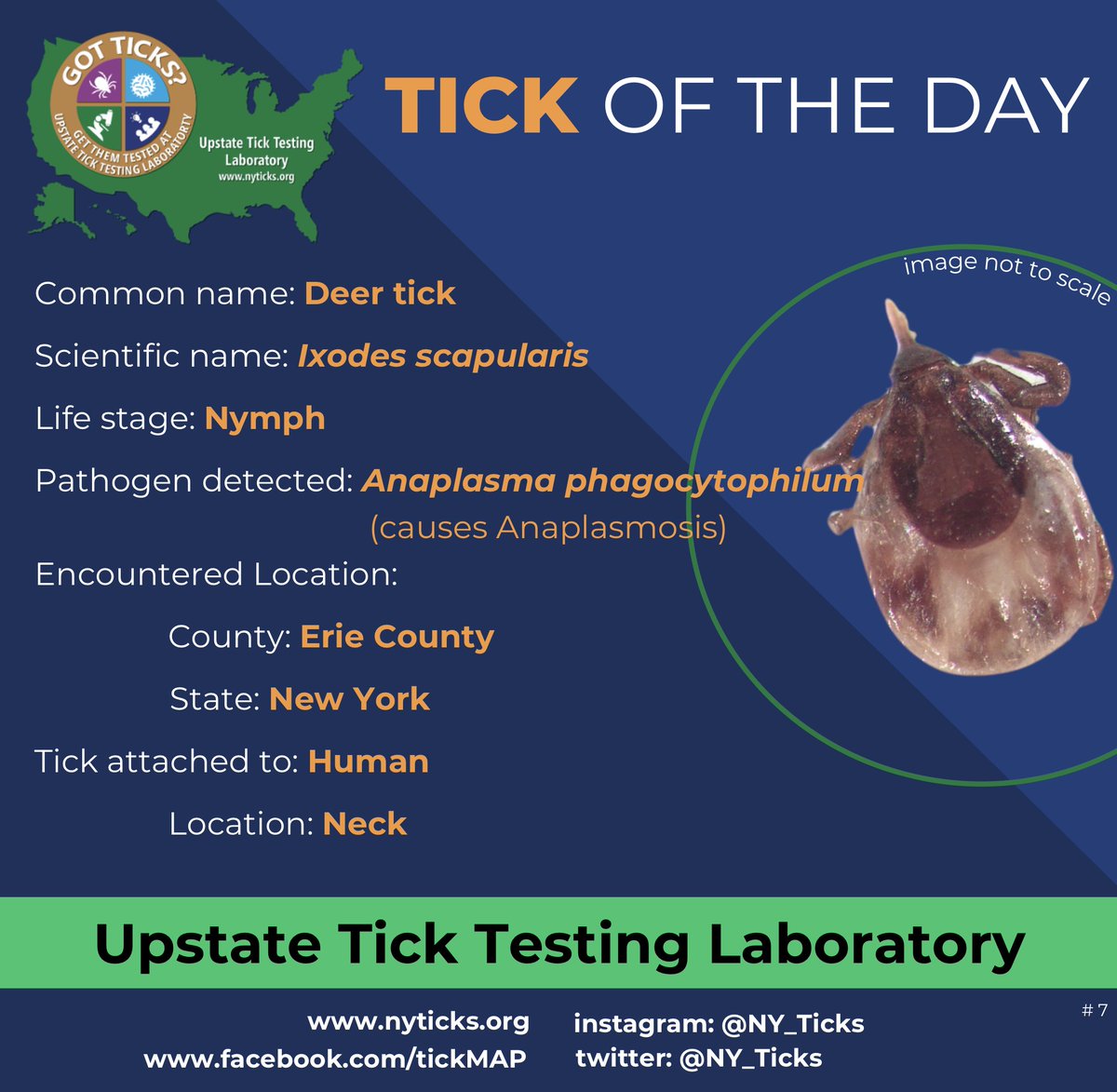 NY_Ticks's tweet image. #7: Tick of the day.

Deer tick from Erie County, New York.

#deertick #anaplasmosis #anaplasma #ticktesting