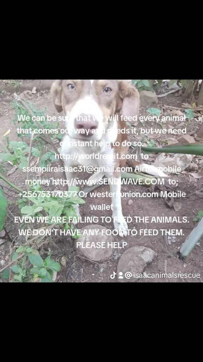 Isaac Animals Rescue (@isaacanimals) on Twitter photo 